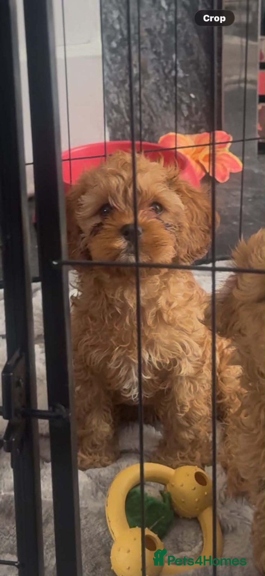 Cavapoo dogs Beautiful litter of f2 Cavapoo puppies  - Advert 2