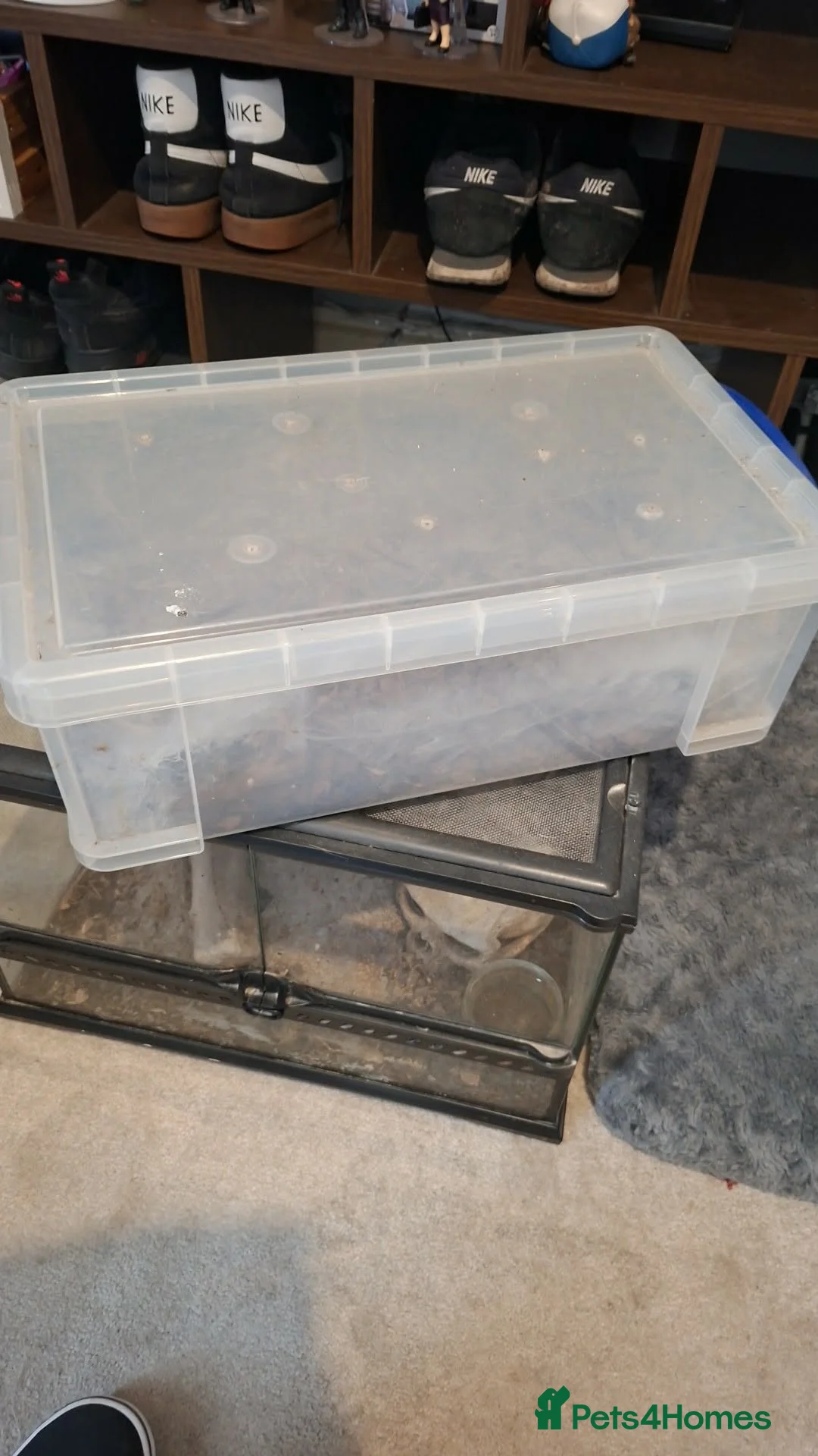 Tarantulas invertebrates for sale: Samon pink be and obt in Winchester - Advert 2