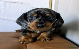 Miniature Dachshund dogs for sale: Miniature Dachshund Puppies  - Image 8