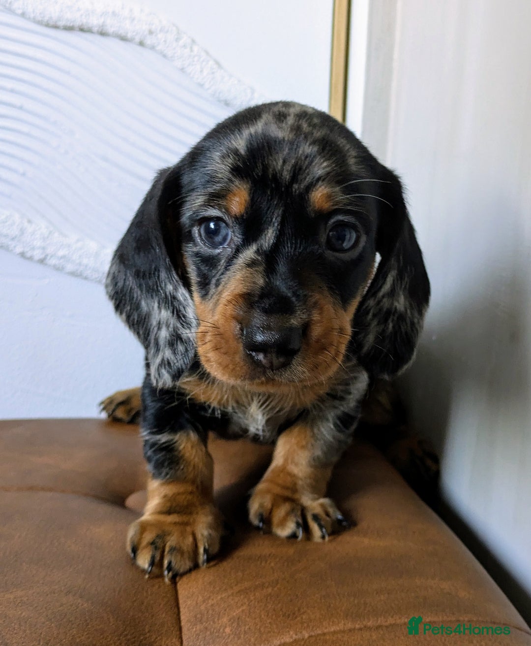 Miniature Dachshund dogs for sale: Miniature Dachshund Puppies  - Image 8