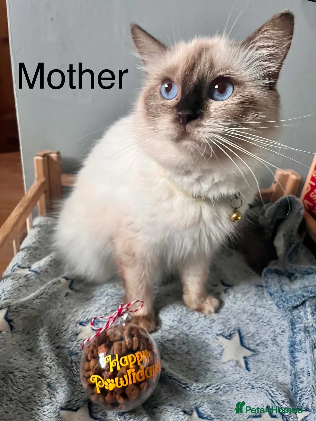 Ragdoll cats for sale: 2 Ragdoll boys ready to leave NOW in Castleford - Advert 7