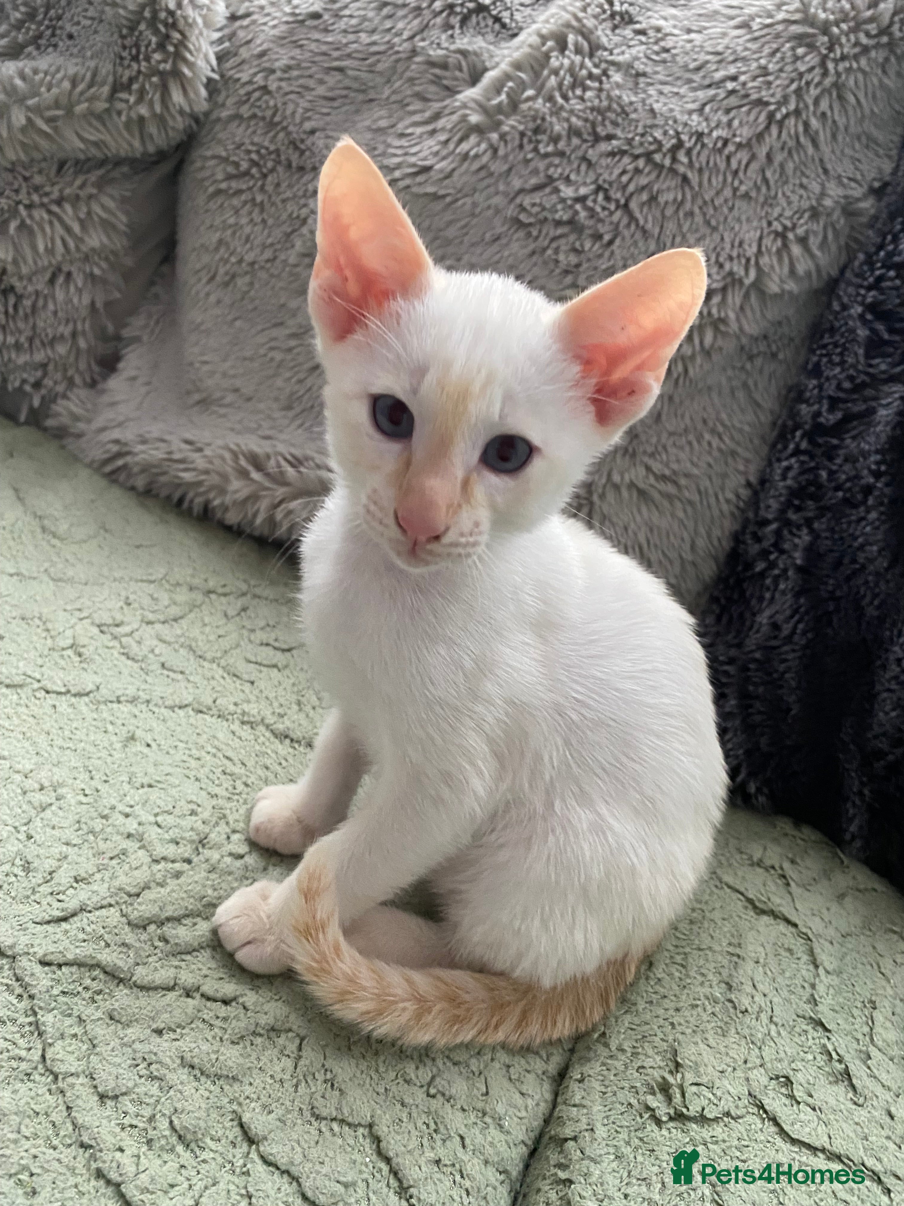 Siamese cats  Flame point Siamese kittens  - Advert 1