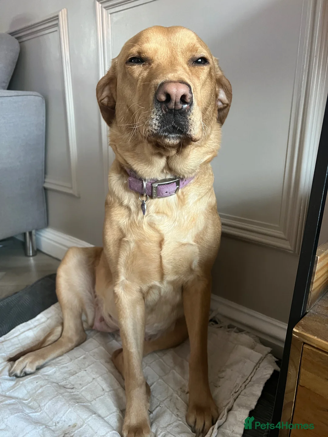 Labrador Retriever dogs for sale: **3 Girls Available* viewings Available  - Advert 11