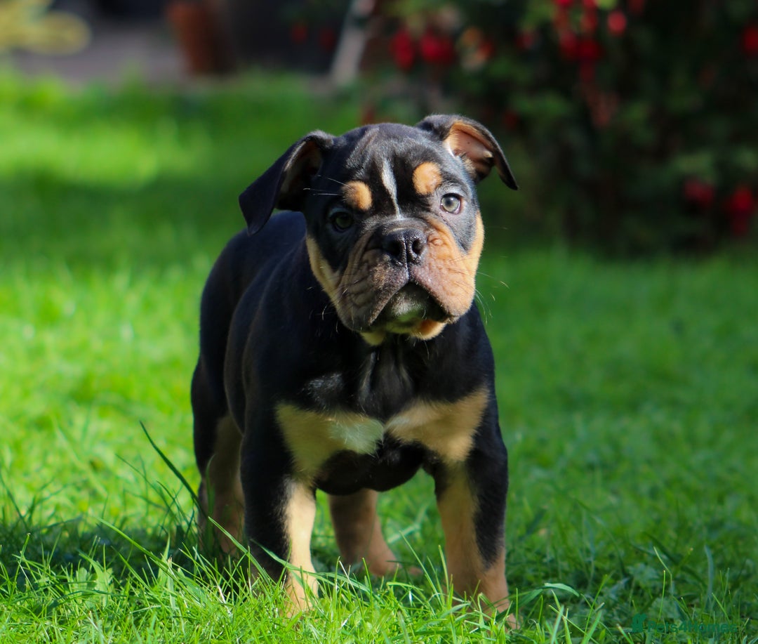 Olde English Bulldogge dogs for sale: Olde English Bulldog puppies (Reduced) - Image 13