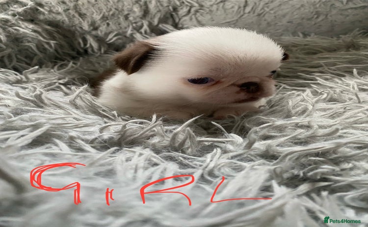 Pug dogs - Advert 8