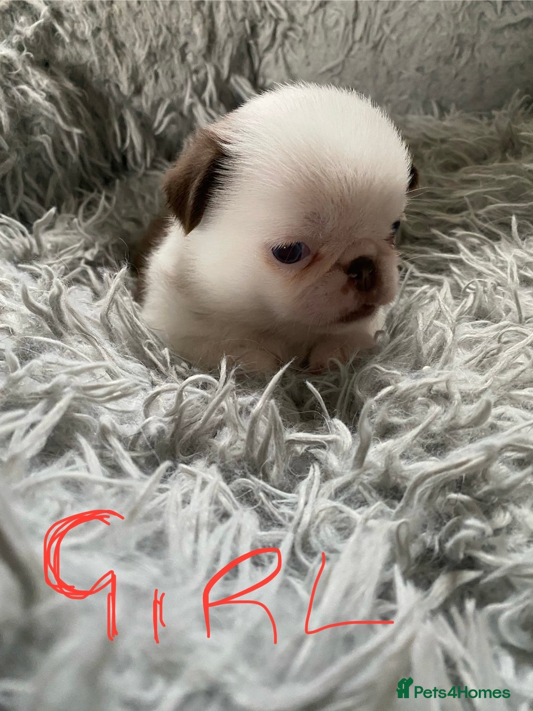 Pug dogs for sale: Beautiful litter of pugs health tested parents 🐶 - Image 1