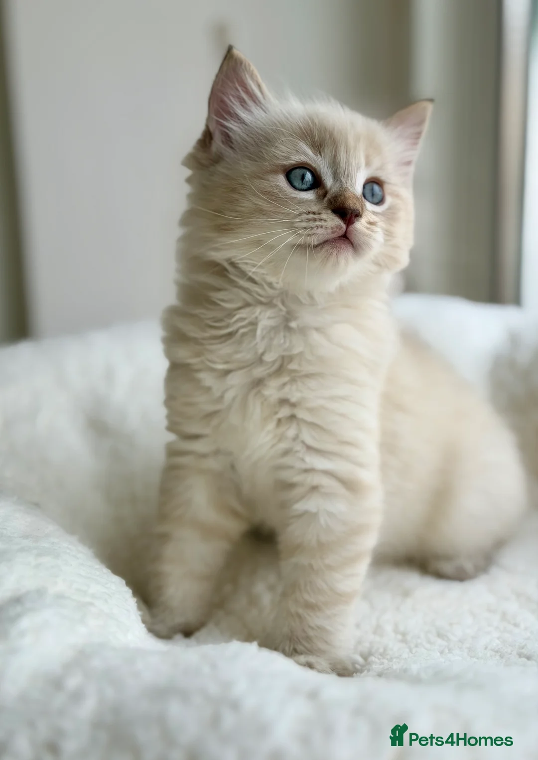 Ragdoll cats for stud: TICA registered seal mink stud - Advert 13