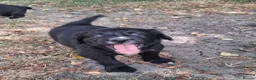 Sprollie dogs for sale: Beautiful litter of puppies  - Advert 26