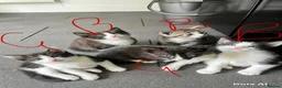 Mixed Breed cats for sale: Beautiful kittens  in Hereford - Advert 8