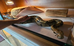 Boa Snake reptiles for sale: Two Friendly Boa Constrictors + 6ft Vivariums - Image 3