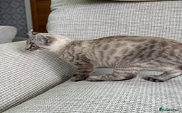 Savannah cats for sale: Awesome snow leopard Keetso male  - Image 4