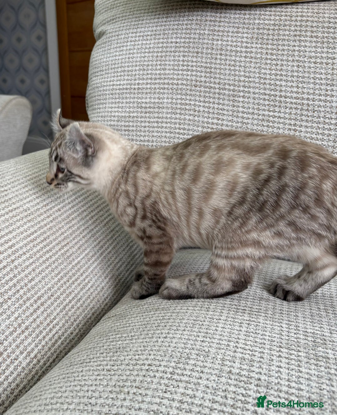 Savannah cats for sale: Awesome snow leopard Keetso male  - Image 4