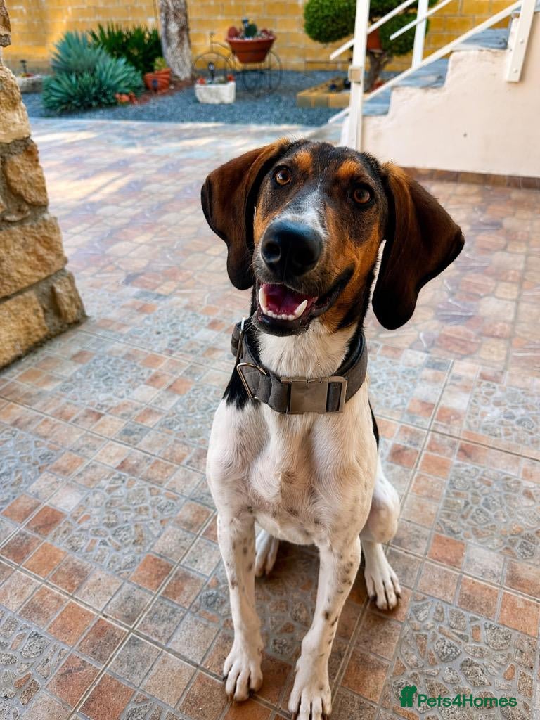Mixed Breed dogs Noodle the delightful young boy - Advert 8
