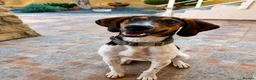 Mixed Breed dogs for adoption: Noodle the delightful young boy in Ashford - Advert 4
