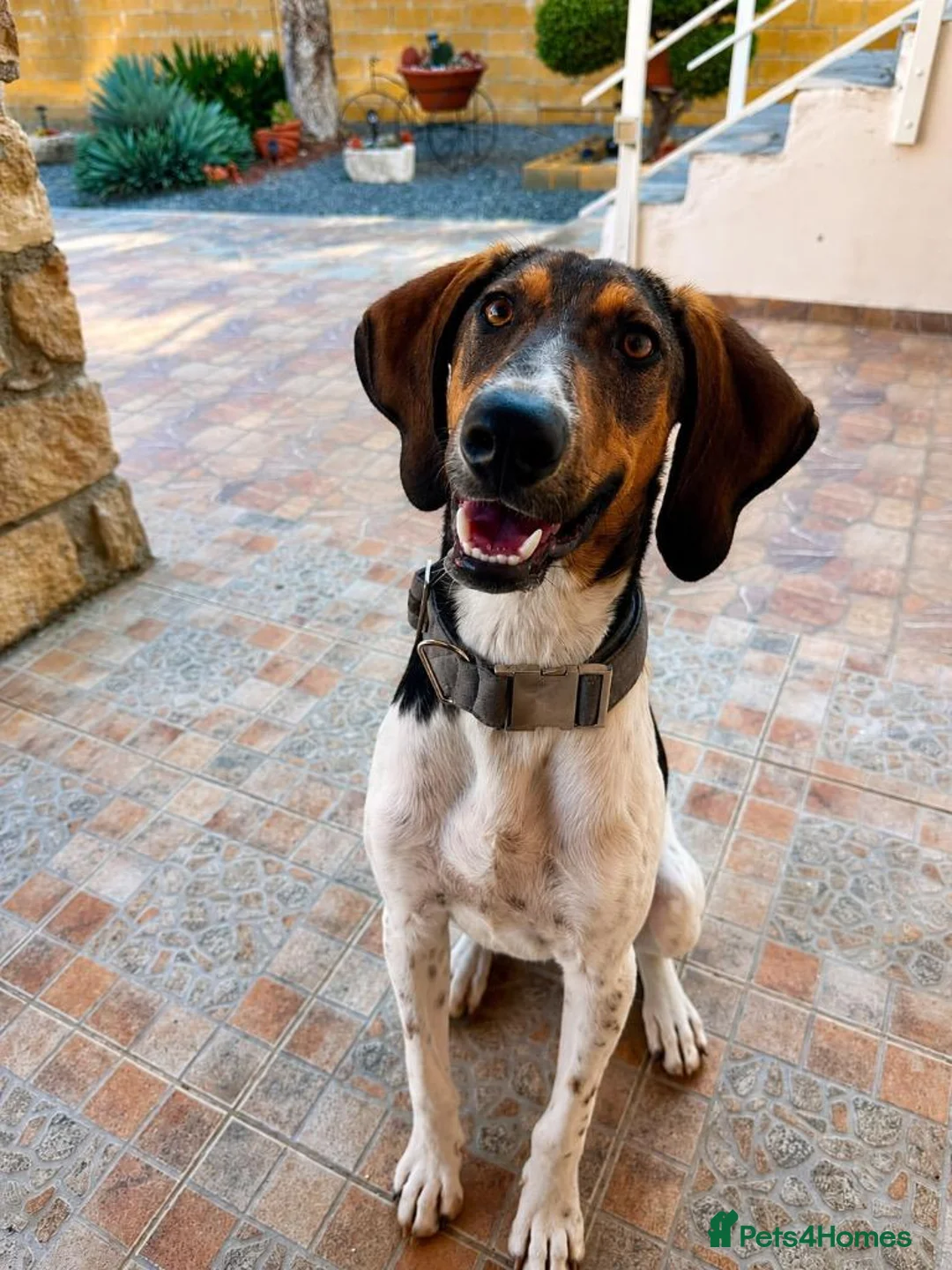 Mixed Breed dogs for adoption: Noodle the delightful young boy in Ashford - Advert 4