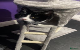 British Shorthair cats for sale: 9 month old female  - Advert 4