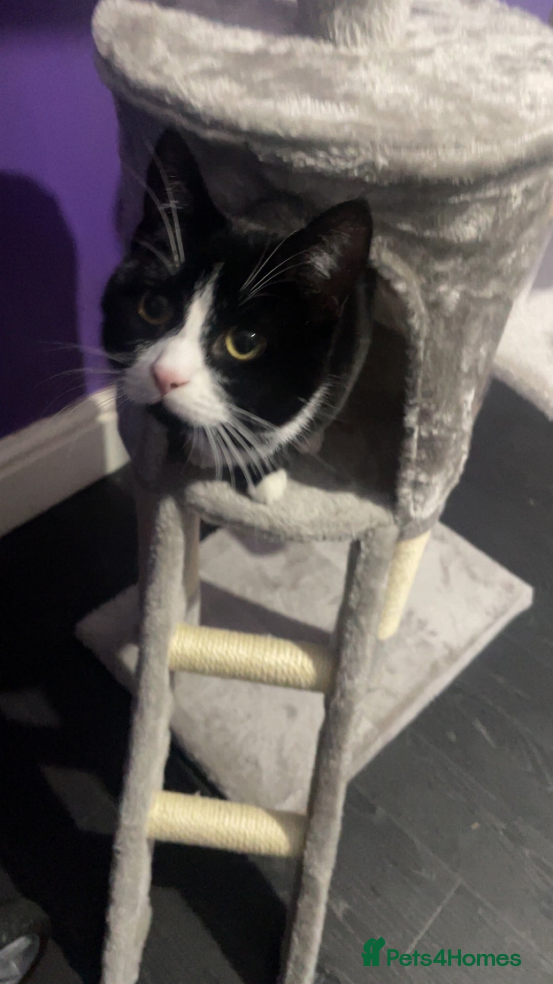 British Shorthair cats for sale: 9 month old female  - Advert 4