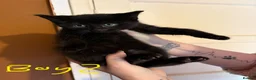 Mixed Breed cats for sale: Beautiful kittens  in Billericay - Advert 6