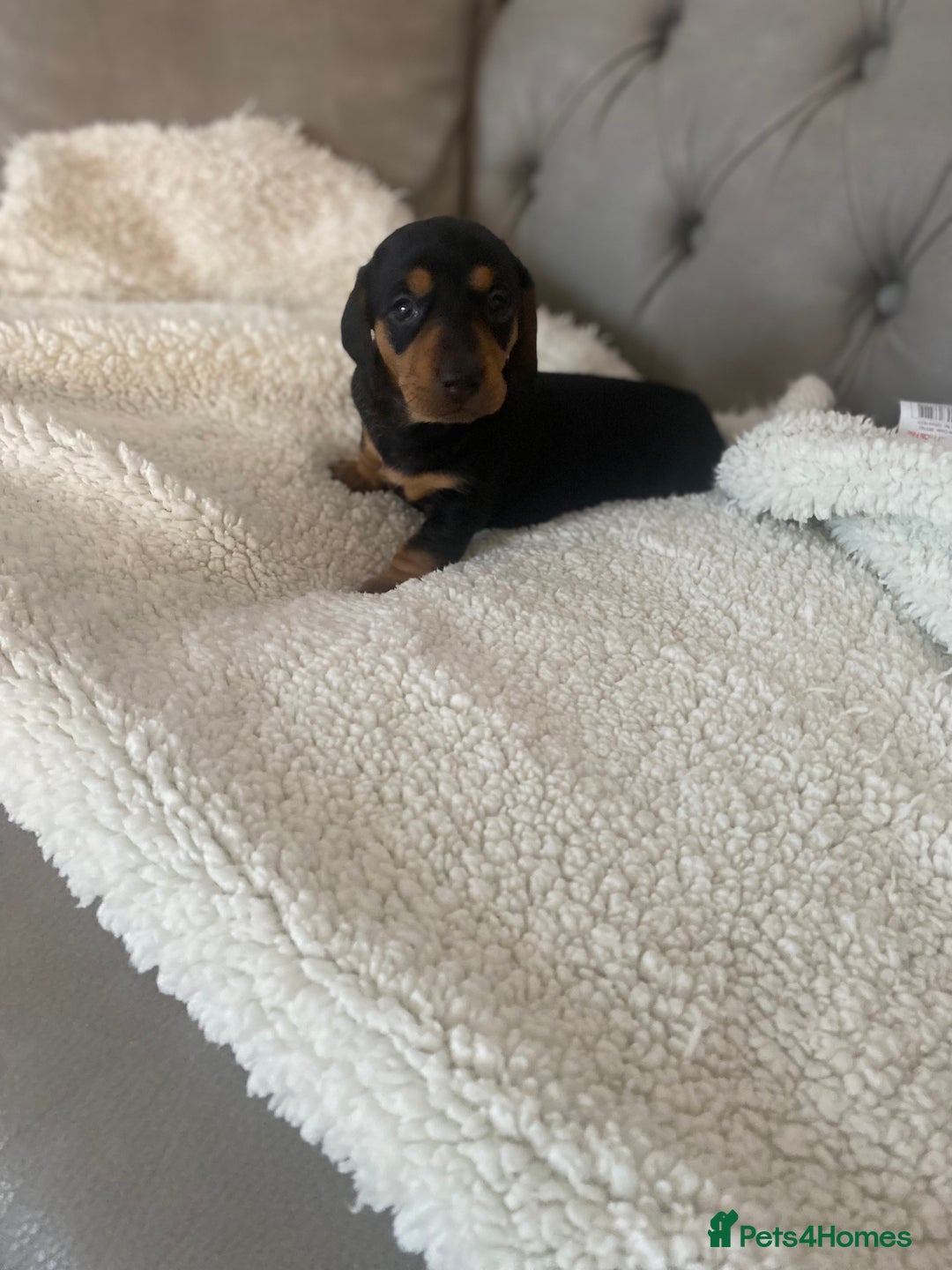 Miniature Dachshund dogs for sale: Miniture dachshund puppies  - Advert 10