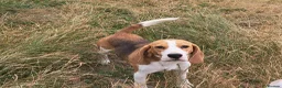 Beagle dogs for sale: 3 year old beagle boy - Advert 2