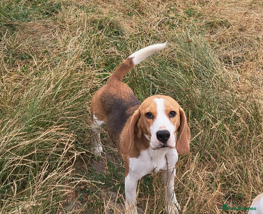 Beagle dogs for sale: 3 year old beagle boy - Advert 2