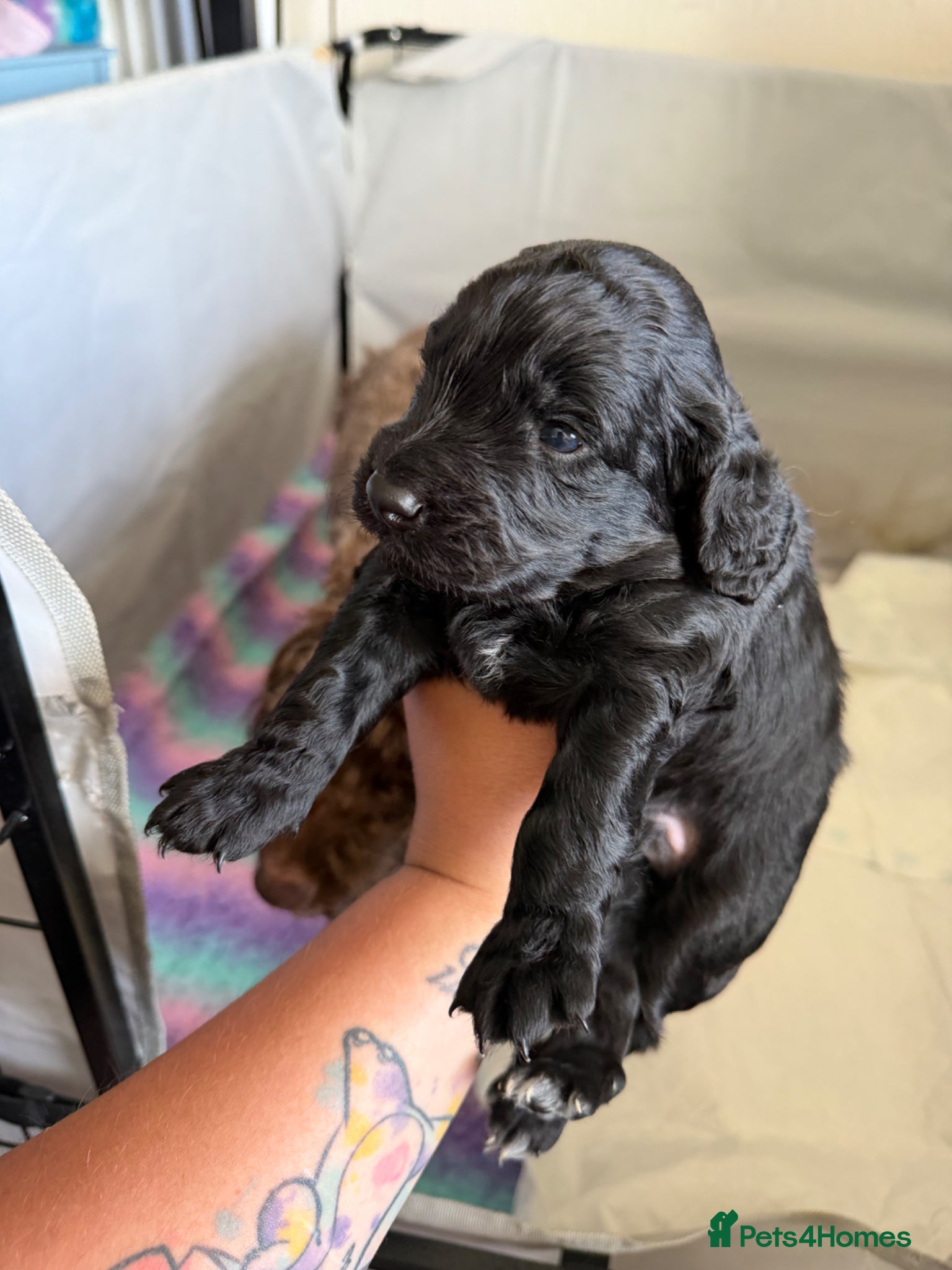 Cockapoo dogs for sale: Beautiful cockapoos - Advert 26