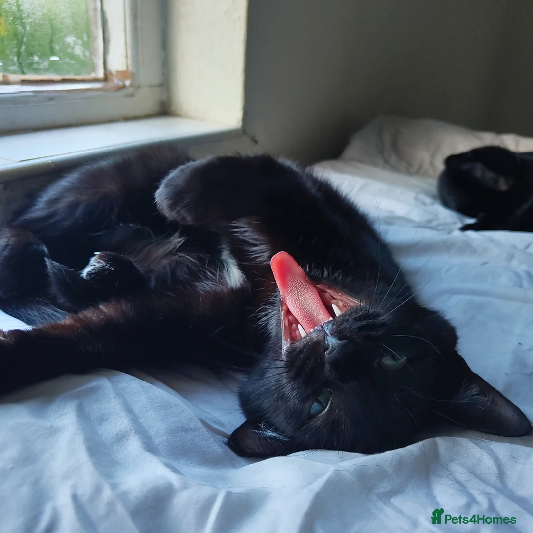 Domestic Shorthair cats for sale: Bonded pair of indoor girl cats - together only - Advert 32