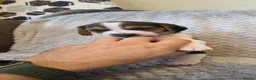 Beagle dogs for sale: Beautiful Beagle Puppies  in Coventry - Advert 24