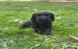 Cocker Spaniel dogs for sale: Cocker Spaniel Puppies looking for the best homes - Image 40