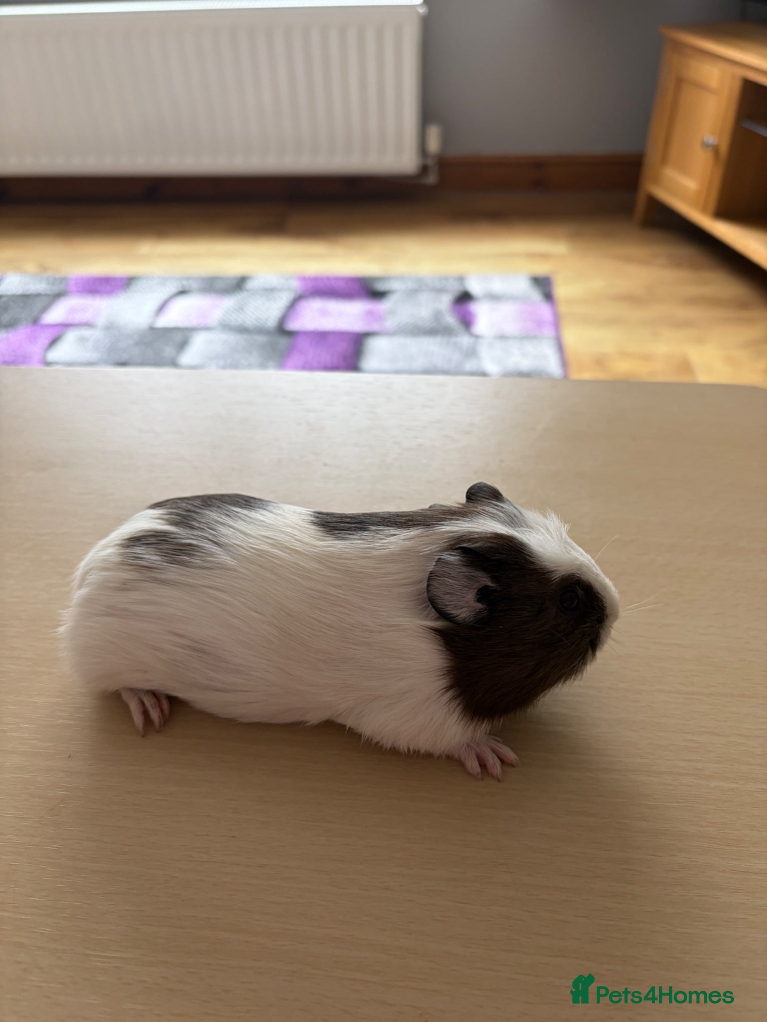 Guinea Pig rodents Brown & White Crested Guinea Pig (9 weeks Old) - Advert 6