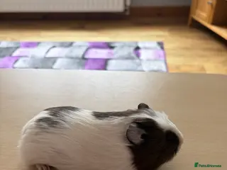 Guinea Pig rodents Brown & White Crested Guinea Pig (9 weeks Old) - Advert 6