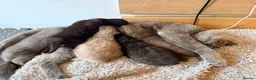British Shorthair cats for sale: 🐾 British shorthair kitten for sale 🐾 - Advert 3
