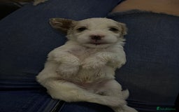 Mixed Breed dogs for sale: cavapoo pups - Image 11
