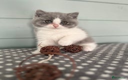 British Shorthair cats for sale: Blue/cream biocolour British short hair kitten - Image 30