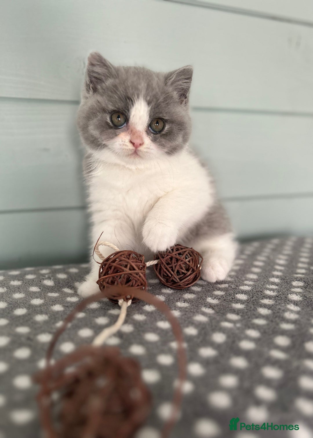 British Shorthair cats for sale: Blue/cream biocolour British short hair kitten - Image 30