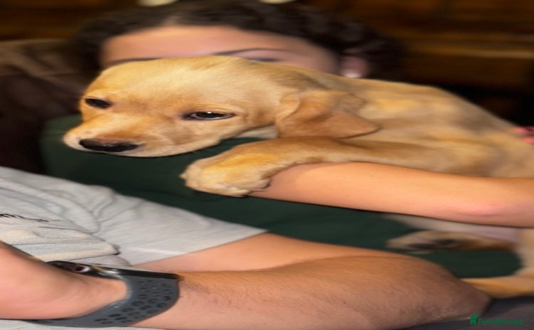 Labrador Retriever dogs - Advert 16