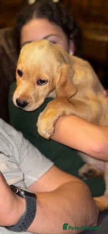 Labrador Retriever dogs - Advert 16