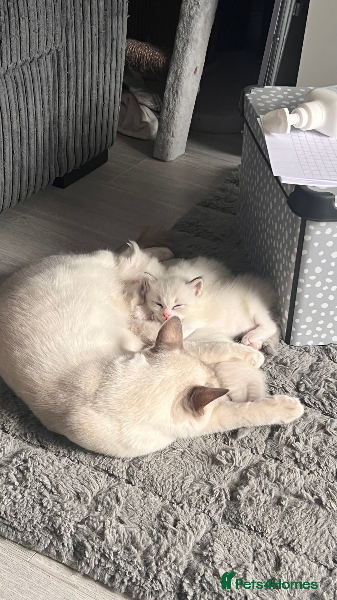 Ragdoll cats for sale: Beautiful Ragdoll kittens - Image 18