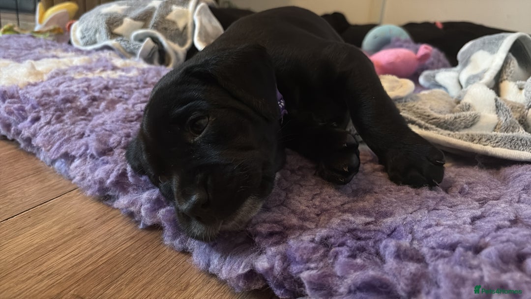 Mixed Breed dogs for sale: Beautiful Dalmador (lab X Dalmatian) puppies..!  - Advert 17