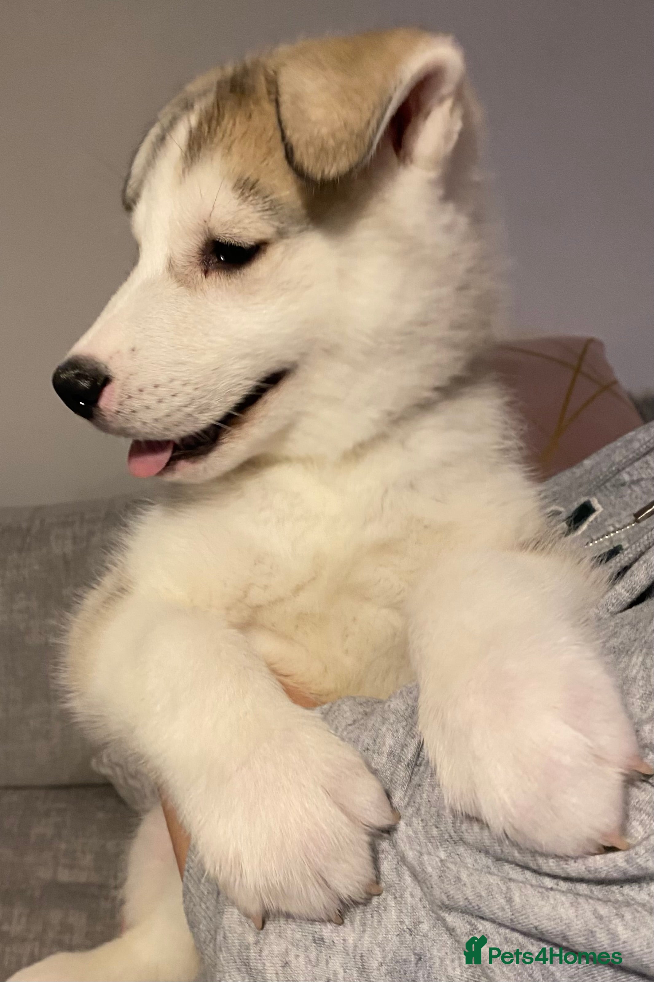 Siberian Husky dogs Siberian Husky puppies  - Advert 2