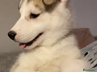 Siberian Husky dogs Siberian Husky puppies - Advert 5