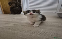 Mixed Breed cats for sale: Ragdoll × Siberian Neva Masquerade Kittens - Image 4