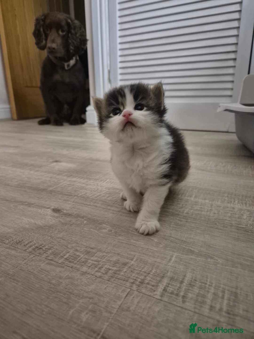 Mixed Breed cats for sale: Ragdoll × Siberian Neva Masquerade Kittens - Image 4
