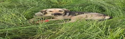 Mixed Breed dogs for adoption: SWEET OSCAR READY FOR HIS FOREVER FAMILY - Advert 7