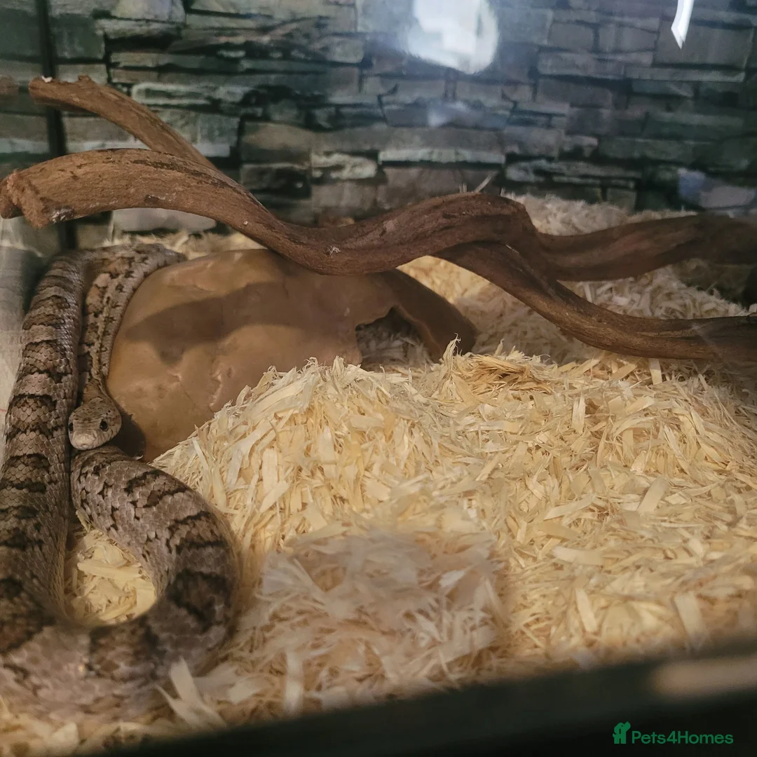 Corn Snake reptiles for sale: Corn snake - Advert 1
