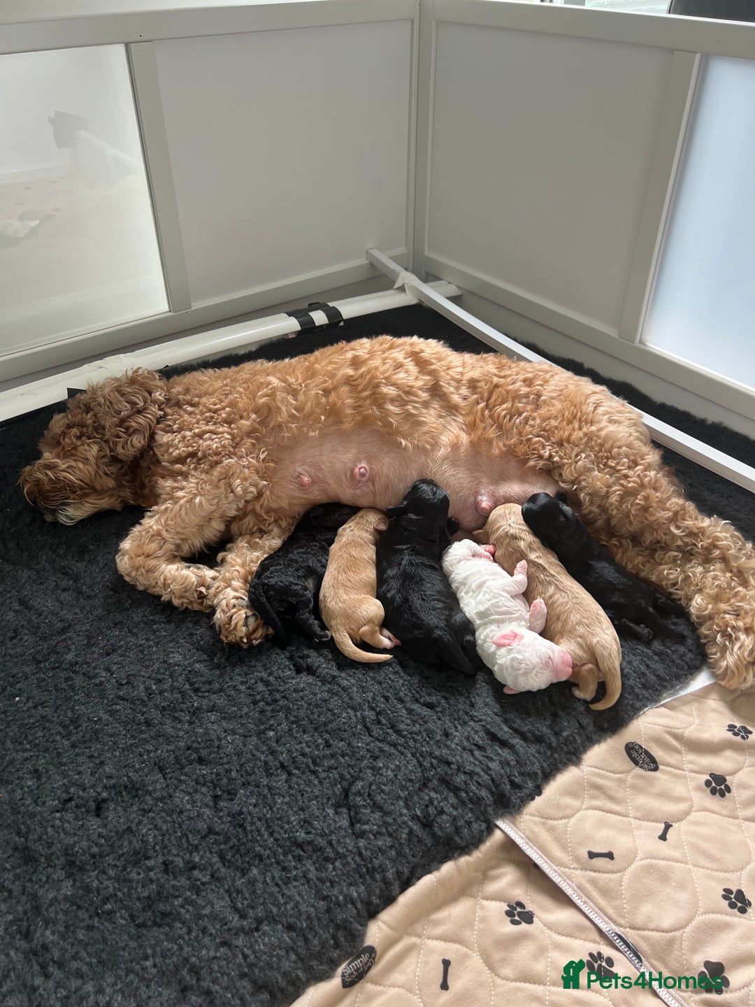 Cavapoo dogs for sale: F1B OUTSTANDING RARE RAINBOW 🌈 BABIES (Cavapoo)  - Image 2