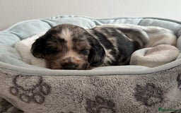 Sprocker dogs for sale: STRIKING SPROCKER SPANIEL PUPPIES  - Image 12