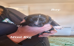 Mixed Breed dogs for sale: Stacksides litter - Image 9