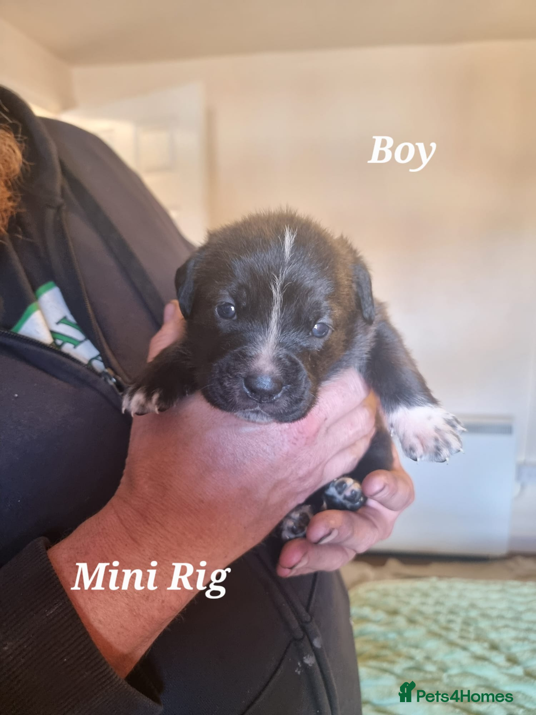 Mixed Breed dogs for sale: Stacksides litter - Image 9