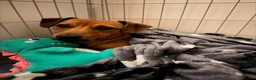 Mixed Breed dogs for sale: Daffie (dachshund X staffie) Rolo in Barnstaple - Advert 5